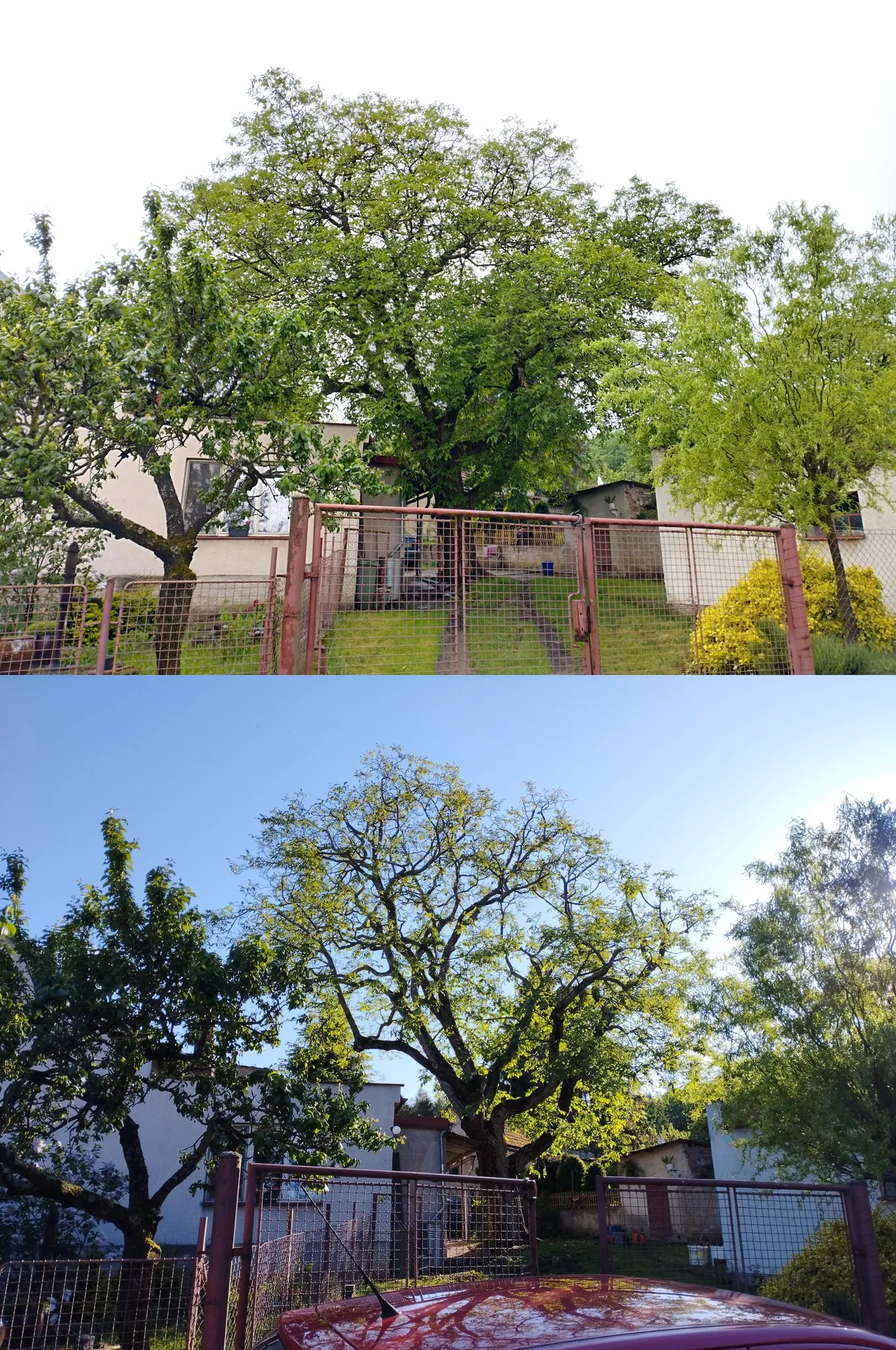 Obvodová redukce ořešáku - před a po