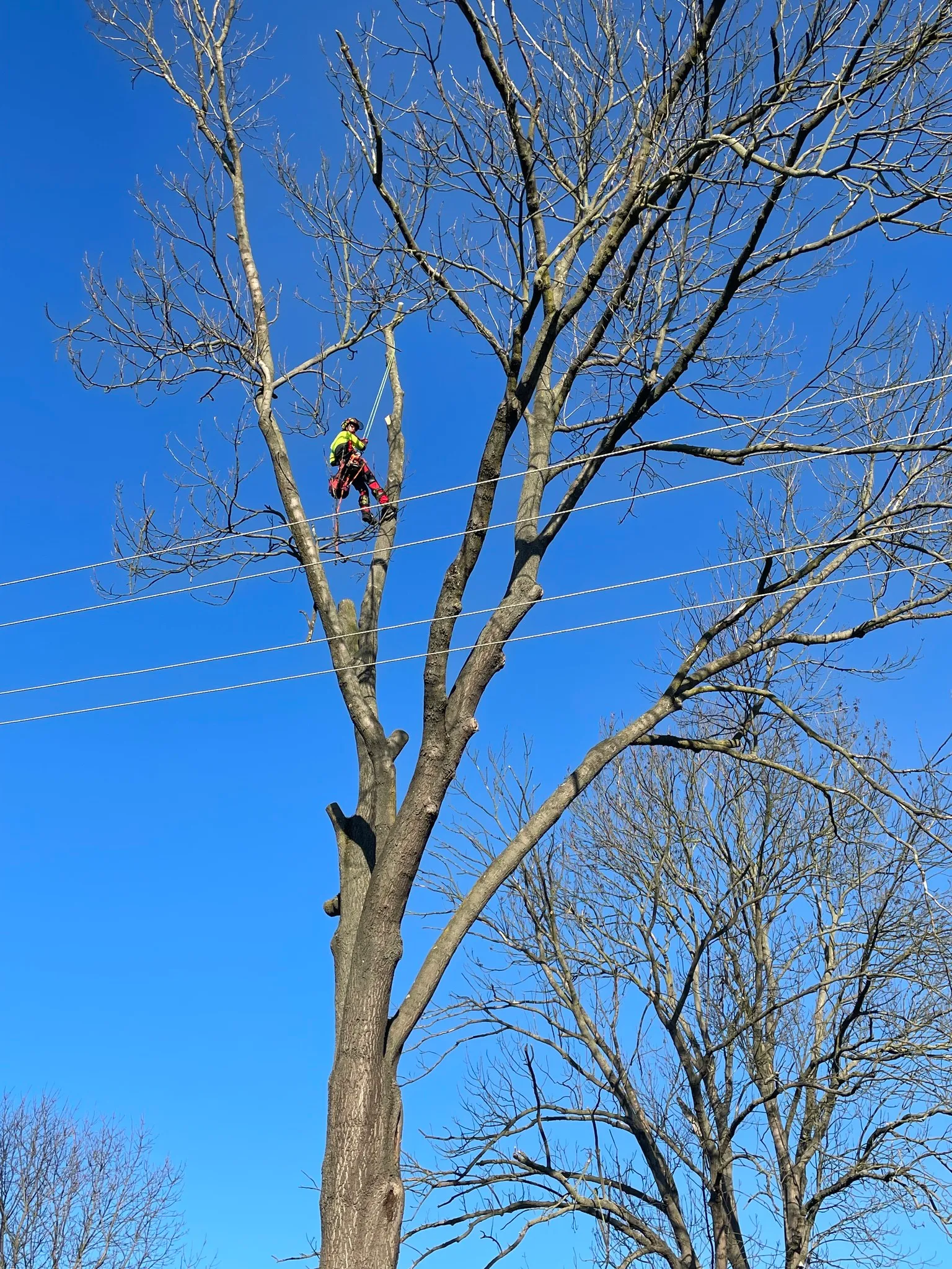 Arborista při stromolezení u elektrického vedení v Kutné Hoře