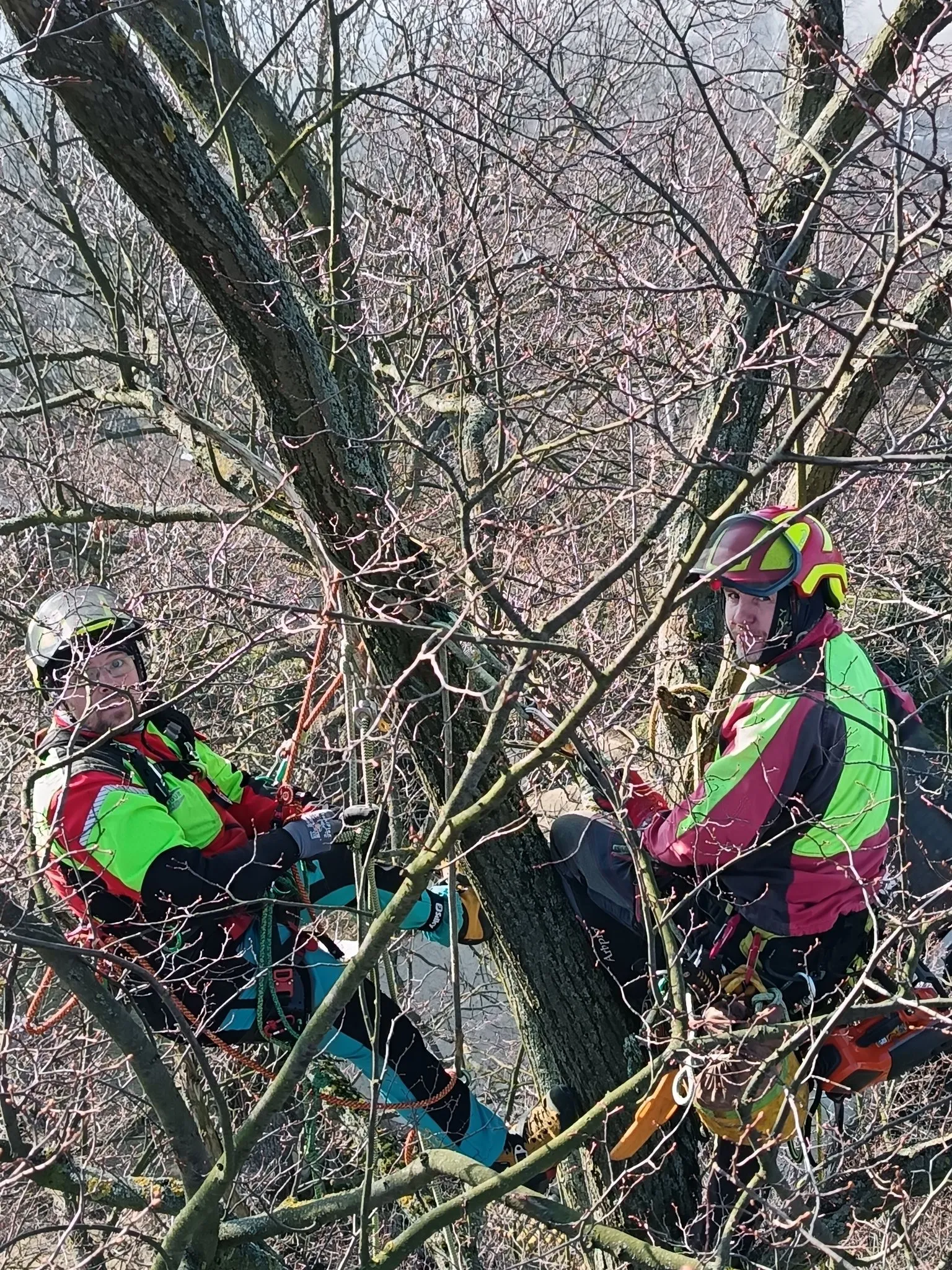 Tým arboristů při ořezu v korunách stromů