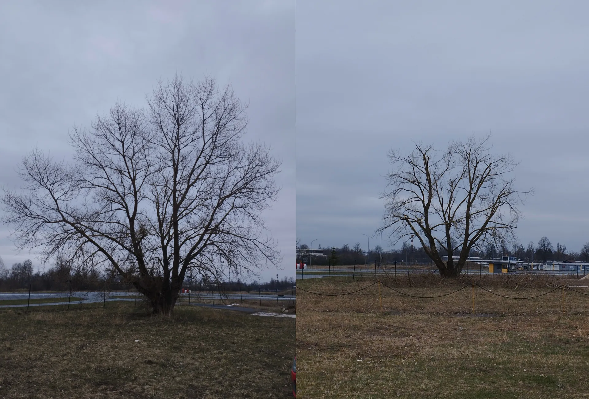 Redukce koruny - před a po