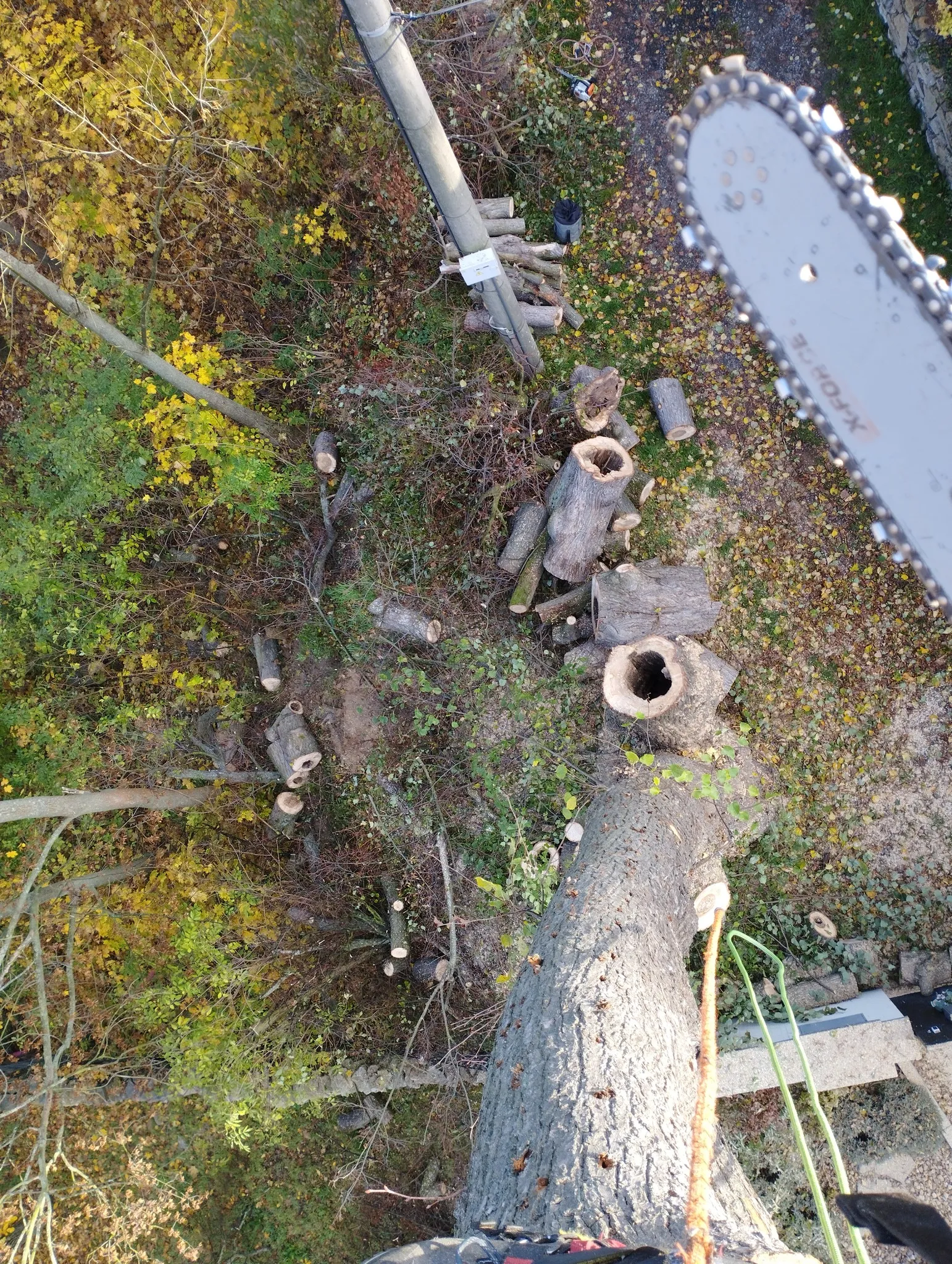 Řízené spouštění větví při ořezu stromu — pohled shora