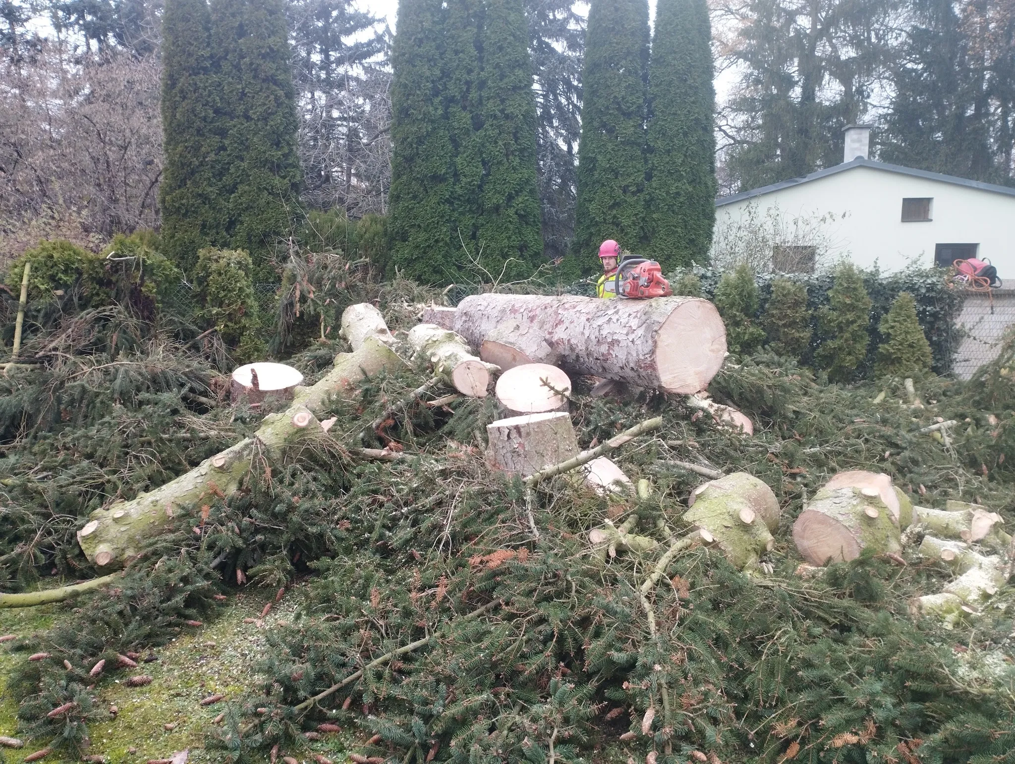 Rizikové kácení velkého smrku u rodinného domu