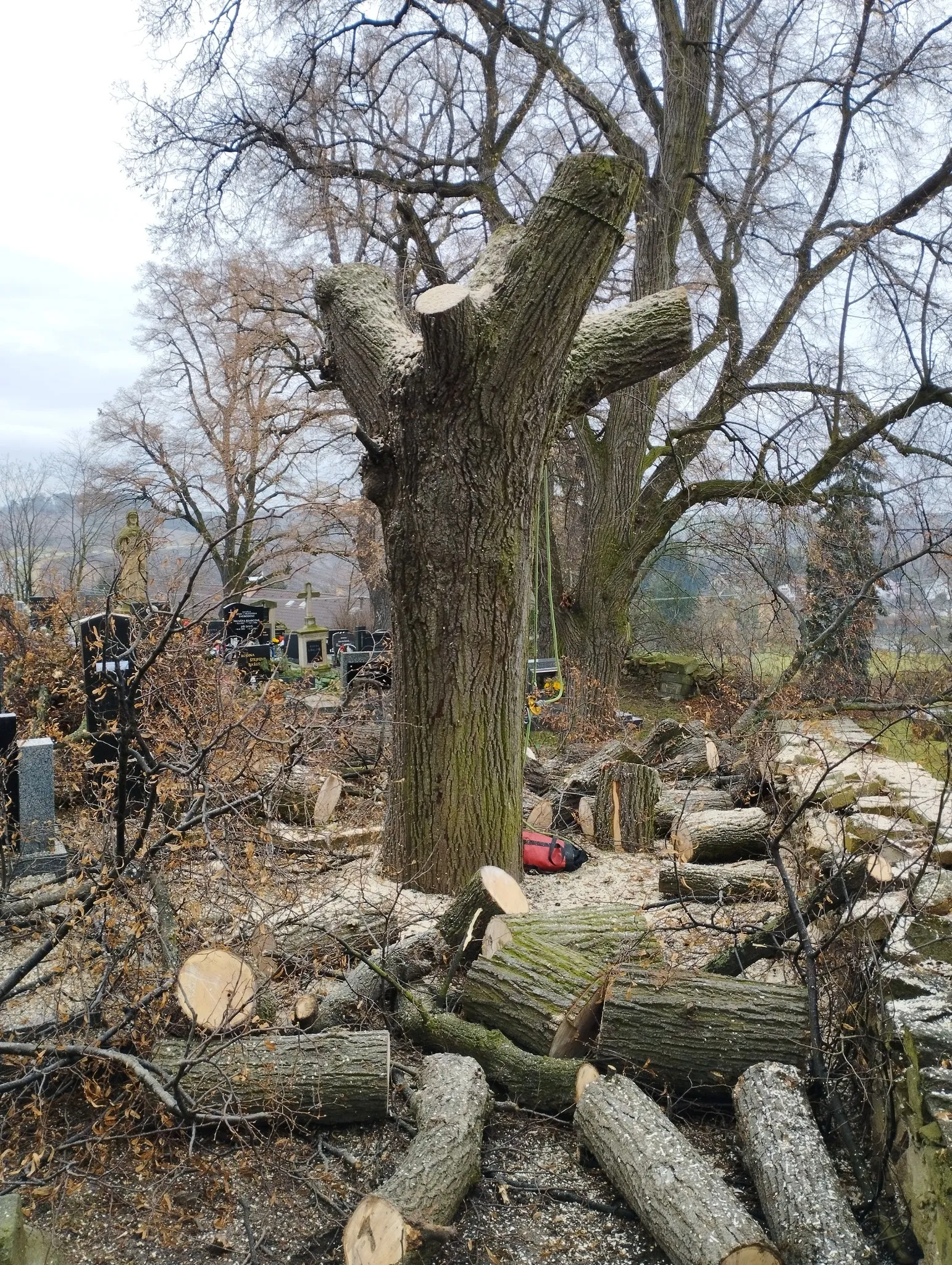 Odborné zpracování pokáceného kmene motorovou pilou