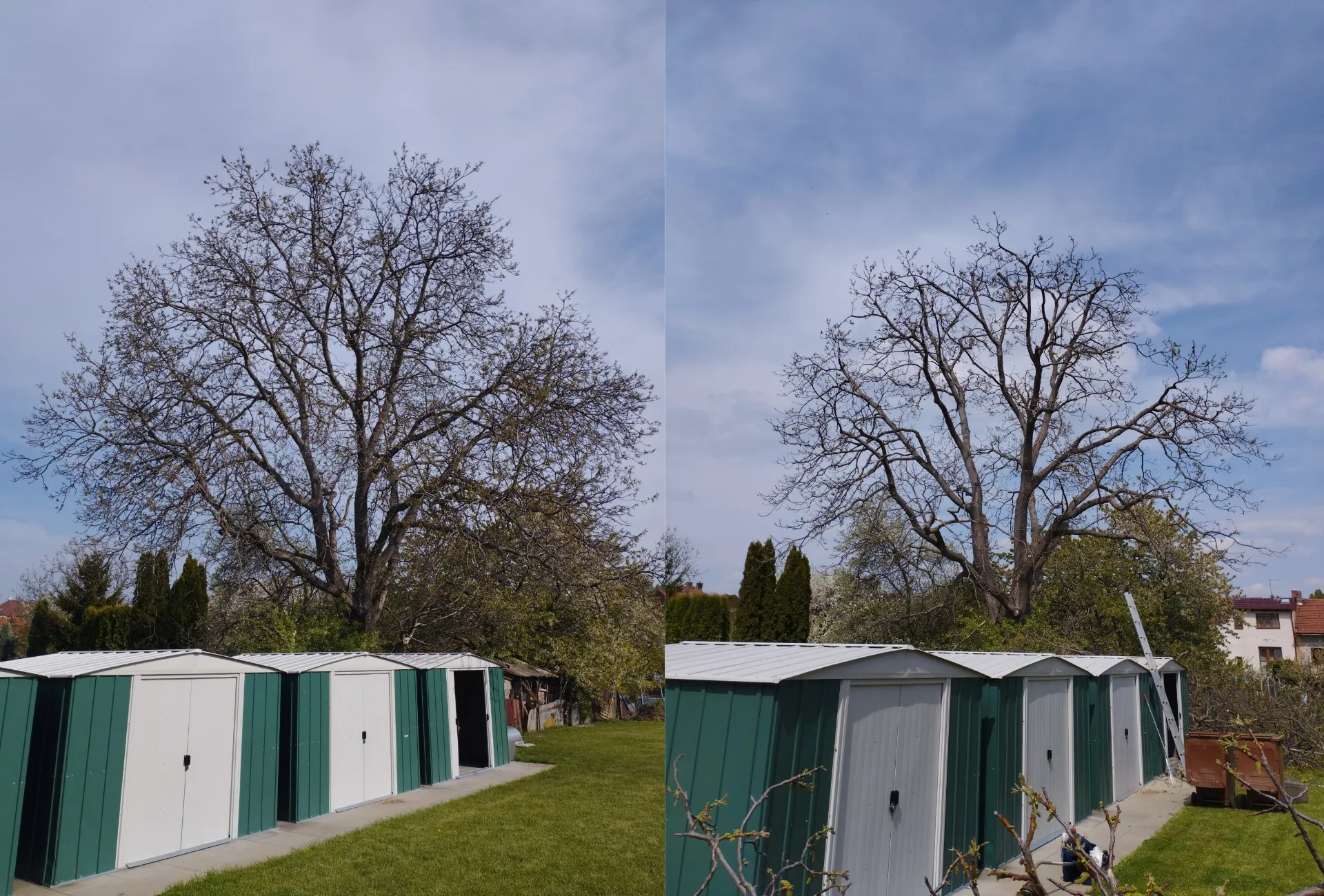 Obvodová redukce ořešáku - před a po