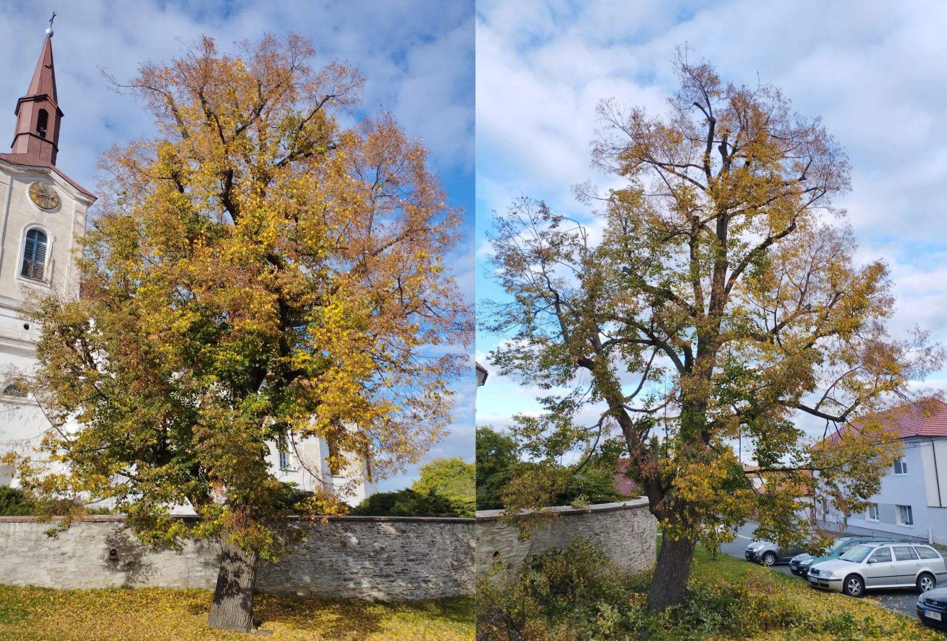 Ořez lípy - před a po