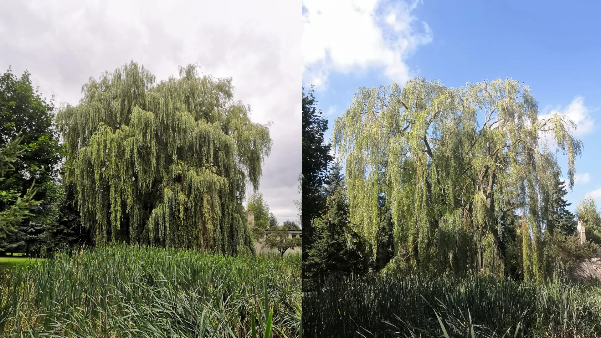 Obvodová redukce vrby - před a po