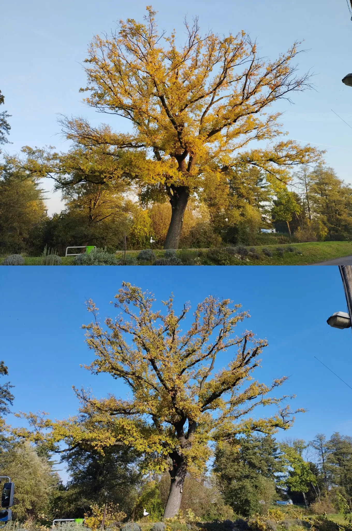 Bezpečnostní řez dubu - před a po